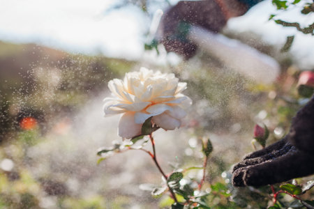 Close up of english Crocus rose flower. Gardener applies insecticide fertilizer on bush. Spraying with fungicide in fall. Taking care of plants. Prevention and treatment of diseasesの写真素材