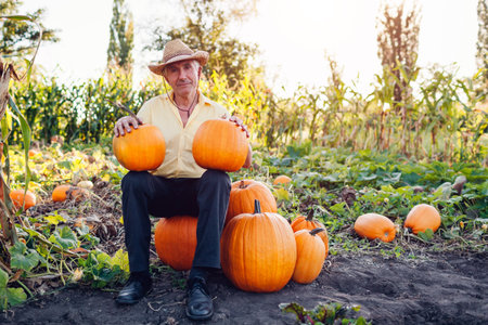 Senior farmer picked pumpkins in autumn field at sunset. Worker sits on heap of vegetables in garden. Man proud of fall harvestの写真素材