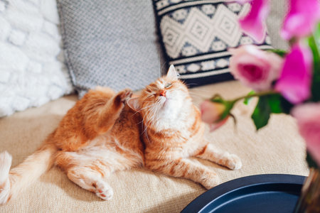 Ginger cat scratching lying feeling itchy on couch by bouquet of flowers. Pet feels comfortable and cozy at homeの写真素材