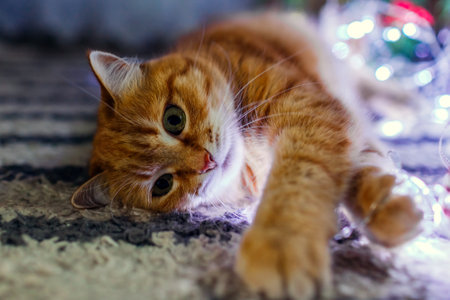 Close up of ginger cat lying by Christmas tree playing with lights at home. Curious pet is having fun. New year winter holidaysの写真素材