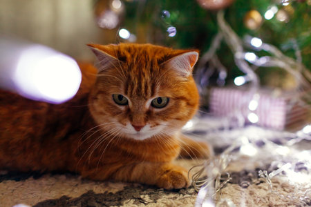 Close up of ginger cat lying by Christmas tree playing with lights at home. Curious pet is having fun. New year winter holidaysの写真素材