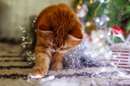 Close up of ginger cat lying by Christmas tree playing with lights at home. Curious pet is having fun. New year winter holidaysの写真素材