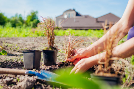 Planting bronze hair sedge into soil. Gardener plants leatherleaf carex in ground in spring garden.の写真素材