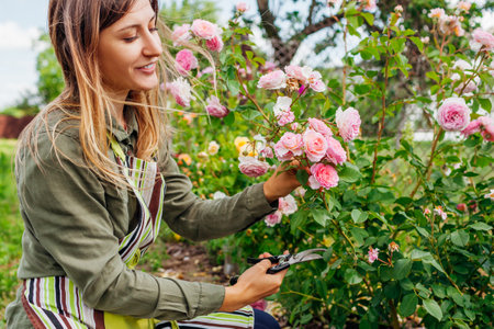 Young gardener enjoys blooming roses flowers in summer garden. Woman grows English James Galway roseの写真素材