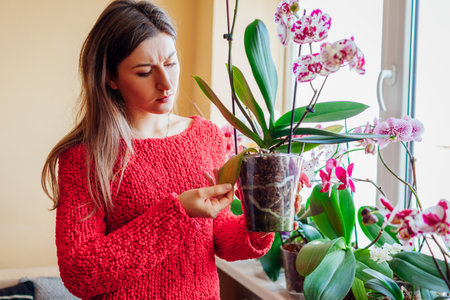 Woman checking orchid with yellow withered leaf. Diseased infected plant. Taking care of health of home plants and flowers.の写真素材
