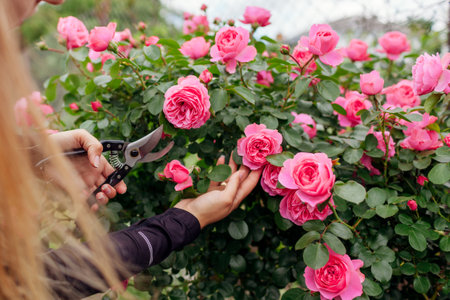 Leonardo da Vinci hot pink rose blooming in summer garden. Gardener cuts stems off with pruner. Meilland selection roses flowersの写真素材