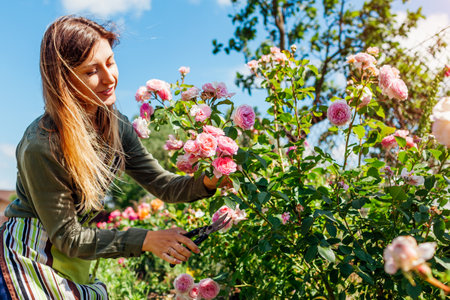 Young gardener enjoys blooming roses flowers in sunny summer garden. Woman grows English James Galway pink rose holding pruner to cut stemsの写真素材