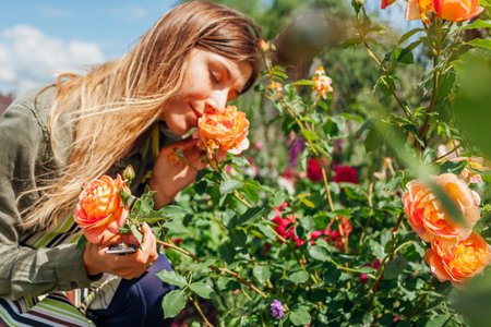 Orange Lady of Shalott rose blooming in summer garden. Gardener smelling blossom of shrub holding pruner. Austin english roses flowers. Outdoor hobbyの写真素材