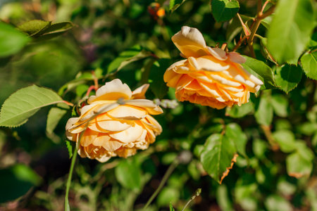 Yellow rose Graham Thomas blooming in summer garden. English Austin selection roses flowers in blossom. Close upの写真素材