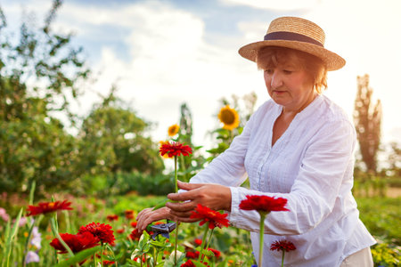 Elderly gardener picks fresh red zinnia in summer garden. Cut flowers harvest. Happy senior woman using pruner. Outdoor hobbyの写真素材