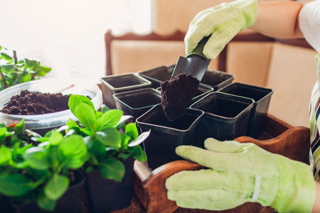 Gardener prepairs pots for plants filling them with soil. Propagation of bigleaf hydrangeas....