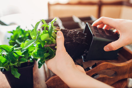 Gardener pulls rooted cuttings off containers. Propagation of bigleaf hydrangeas. Transplanting plants at home. Indoor gardeningの写真素材