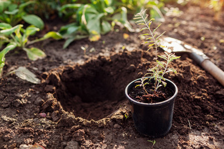 Planting perovskia into soil. Gardener puts small seedling in hole dug out with shovel in fall garden. Transplanting for landscaping in autumnの写真素材