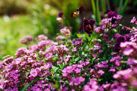Pink rock soapwort blooming in summer garden. Ground cover saponaria flowering in border with burgundy violas. Close up of blossom. Floral background. Spaceの写真素材
