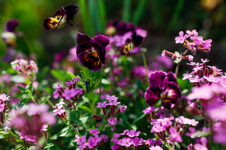 Pink rock soapwort blooming in summer garden. Ground cover saponaria flowering in border with burgundy violas. Close up of blossom. Floral backgroundの写真素材