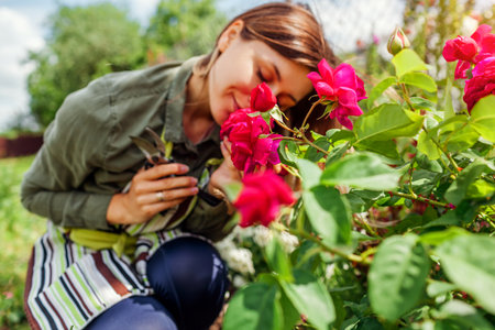 Young woman smelling William Shakespeare rose pink flowers in summer garden. Happy gardener holding pruner to cut blooming stems. Austin selection.の写真素材