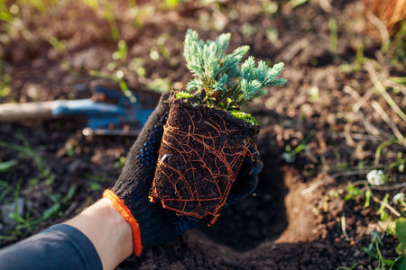 Planting Blue star juniper into soil. Groundcovering evergreen ready for transplanting in spring garden. Healthy rootsの写真素材