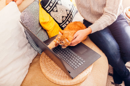 Curious ginger cat looking at screen of laptop watching video with man at home. Pet sitting on keyboard of computer. Animal interested in film. Top view.の写真素材