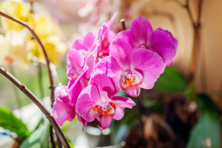 Close up of pink phalaenopsis orchid flowers blooming on window sill on sunny day. Healthy plant growing at homeの写真素材