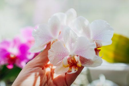 Close up of white phalaenopsis orchid with pink spots. Woman touching flowers. Gardener taking care of home plants.の写真素材