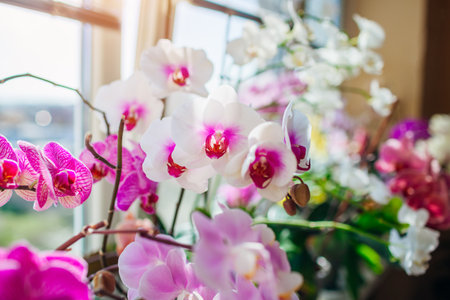 Blooming phalaenopsis orchids. White, purple, pink, orange, red orchids blossom on window sill. Home flowersの写真素材