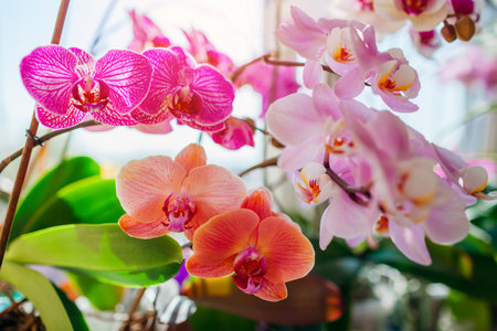 Blooming phalaenopsis orchids. White, purple, pink, orange, red orchids blossom on window sill. Home flowersの写真素材