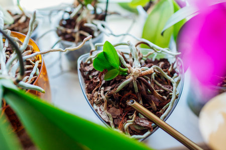 Baby orchids growing on stem of dead mother plant in pot on window sill. Propagating phalaenopsis orchid at homeの写真素材