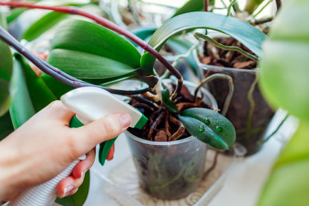 Spraying baby orchid growing on mother plant stem with water. Propagating phalaenopsis orchid plants at homeの写真素材
