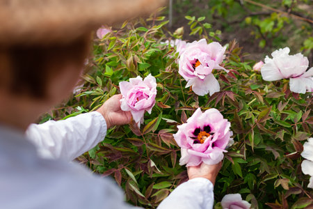 Gardener admires tree peonies in bloom in spring garden. Woman holds flowers in hands enjoying nature. Gardening hobbyの写真素材