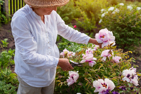 Senior gardener picking tree peonies flowers in spring garden. Retired woman cutting stem with pruner. Gardeningの写真素材