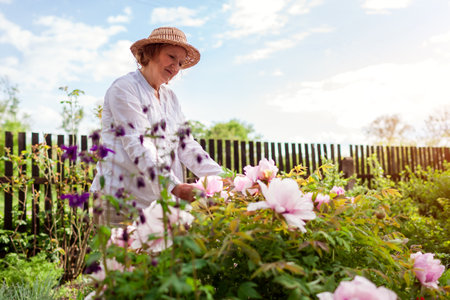 Gardener admires tree peonies in bloom in spring garden. Senior woman touches flowers enjoying nature. Gardening hobbyの写真素材