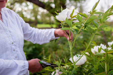 Gardener picking tree peonies flowers in spring garden. Woman cutting stem with pruner. Gardening. Close upの写真素材