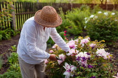 Senior gardener picking tree peonies flowers in spring garden. Retired woman cutting stem with pruner. Gardeningの写真素材