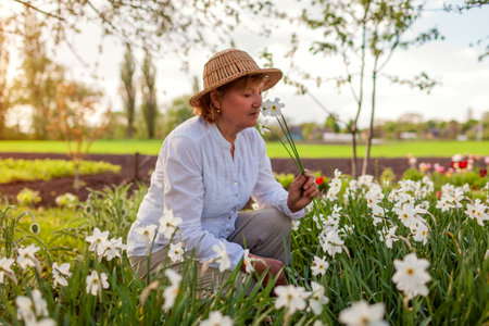 Senior gardener picking daffodil flowers in spring garden. Retired woman cutting stem with pruner. Gardeningの写真素材