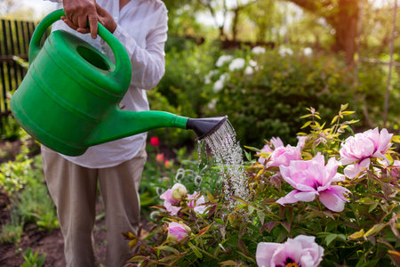 Senior woman watering tree peonies in bloom with watering can in spring garden. Gardener taking care of flowering plants. Outdoor hobbyの写真素材