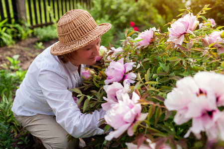 Gardener admires tree peonies in bloom in spring garden. Woman smells flowers in hands enjoying nature. Gardening hobby. Top viewの写真素材
