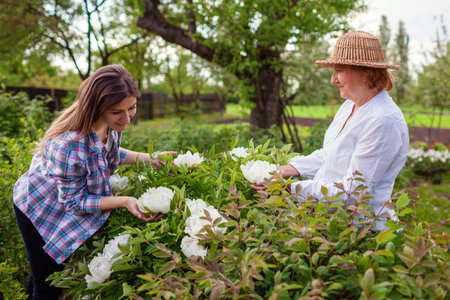Senior woman and her daughter admire tree peonies in bloom in spring garden. Family enjoy gardening. Taking care of flowering plants. Outdoor hobbyの写真素材