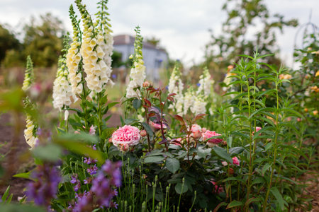Chippendale pink roses flowers blooming in summer garden. Tantau peachy rose grows by white foxgloves salvia and lavenderの写真素材