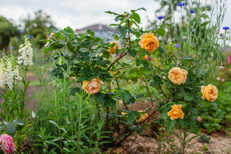 Golden Zest shrub blooming with yellow roses flowers in summer garden by white foxgloves and blue bachelors buttons. American selection.の写真素材