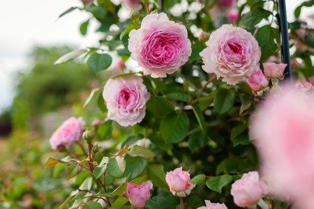 Close up of blooming pink roses flowers in summer garden. English James Galway rose with ruffles in blossom. Fresh clustersの写真素材