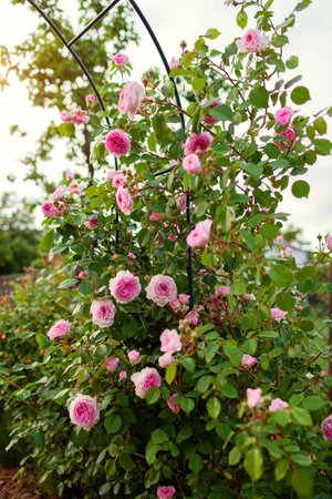 Pink roses flowers blooming on arch in summer garden. English James Galway climbing rose grows on pergola. Trellis support for plantsの写真素材