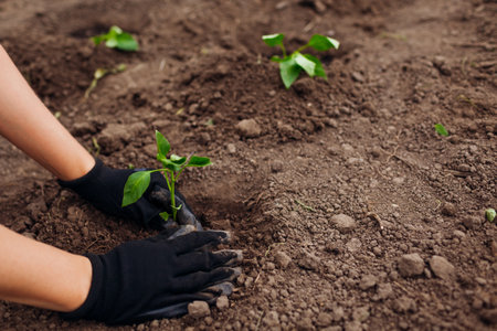 Farmer planting pepper seedling into soil in summer garden wearing gloves. Growing vegetables. Agriculture and farmingの写真素材