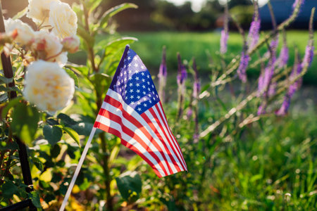 Independence day of USA. American flag put in summer garden by roses flowers at sunset. July 4th. Memorial day. Close up of symbolの写真素材
