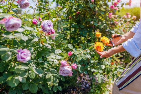 Gardener enjoys blooming roses flowers in summer garden. Woman checking purple Novalis and yellow Graham Thomas rosesの写真素材