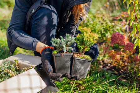 Gardener holds blue evergreen plants in containers. Blue star juniper, mr bowling ball arborvitae. Fall landscaping in autumn gardenの写真素材
