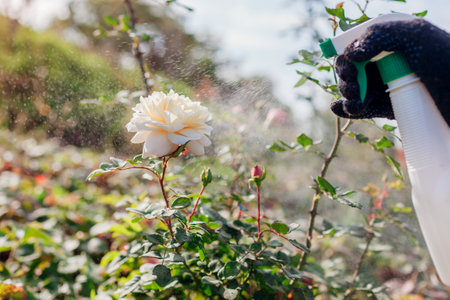 Gardener applies fertilizer on flowering rose. Spraying rose with fungicide in summer garden. Taking care of plants. Prevention and treatment of diseases and insects damage in fallの写真素材