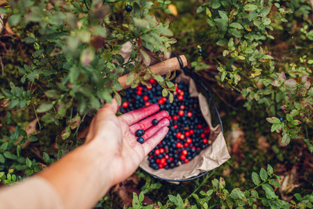 Farmer puts fresh bilberries in basket. Harvesting whortleberries blueberries and lingonberries in fall forest. Fresh healthy organic fruit. Top viewの写真素材
