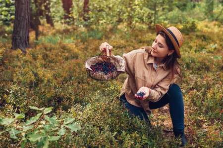 Woman picking bilberries blueberries and lingonberries in autumn forest putting them in basket. Wild summer fruit harvestの写真素材