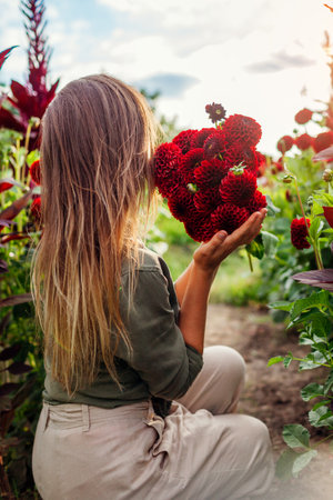 Back view of young female gardener holding bouquet of red ball dahlias on rural flower farm at sunset. Woman picking flowers. Summer harvestの写真素材