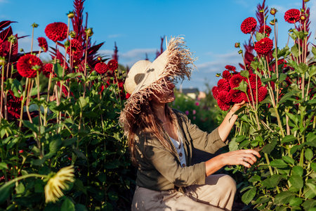 Stylish woman gardener cutting stems of red dahlias with secateur picking blooms on rural flower farm. Bouquet harvest. Summer outdoor hobbyの写真素材